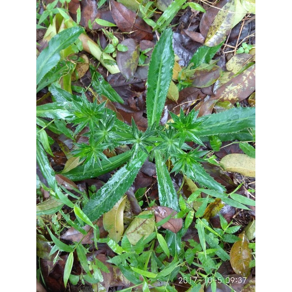 Bibit Tanaman  Daun Walang Sangit Atau Walang cina Per 10 pcs