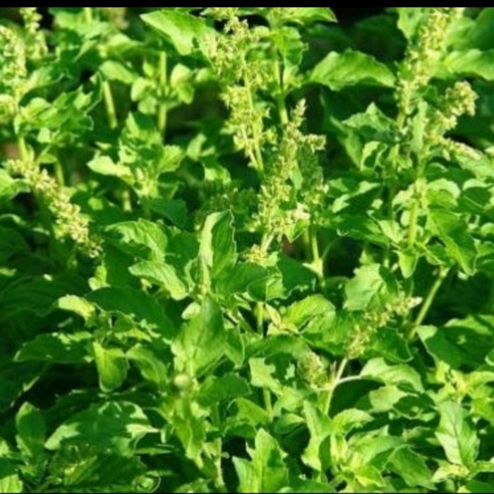 

NEW Termurah daun ruku ruku fresh daun tulsi segar bumbu masak 500 gram