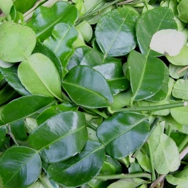 

Daun Jeruk - 50 gram