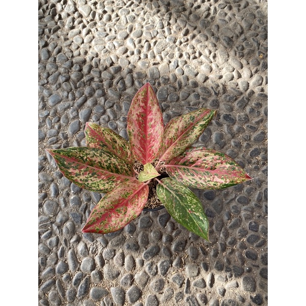 COCONUT DELIGHT - Tanaman Hias Aglaonema Aglonema