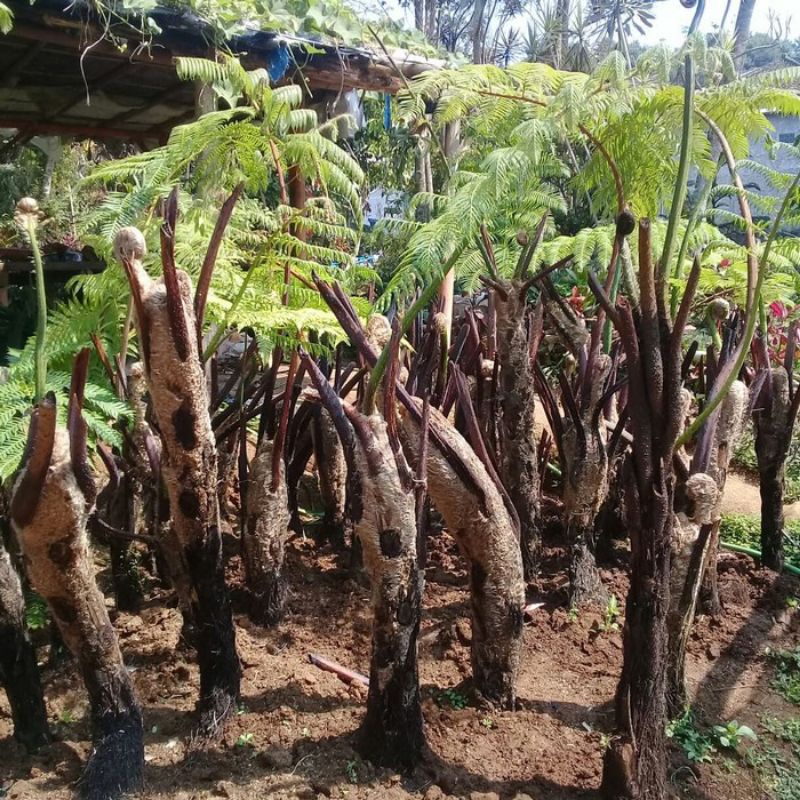 Pakis monyet 2 meter  (CIBOTIUM BAROMETZ )- paku tihang peneduh taman - Tanaman hias rimbun