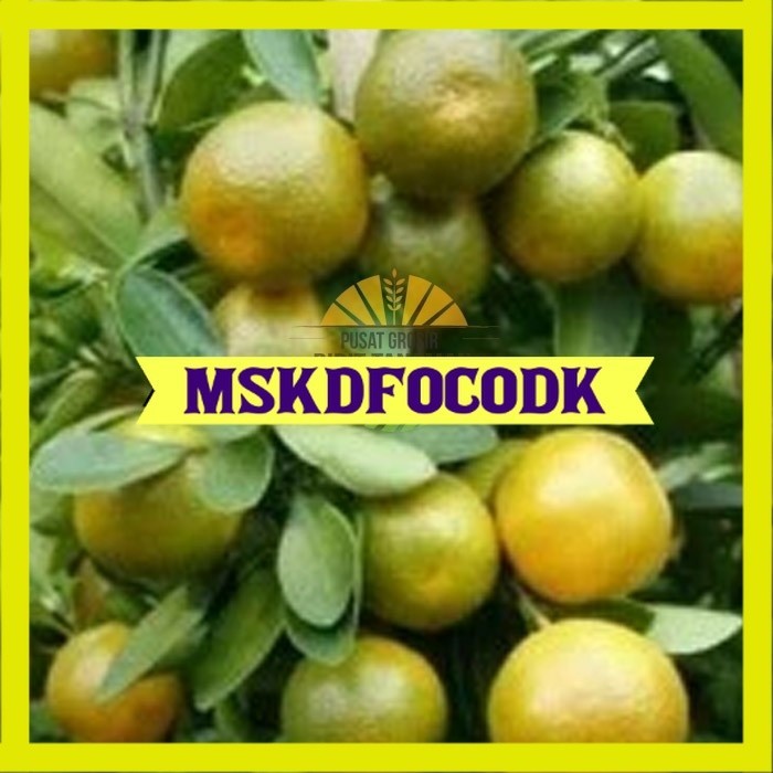 bibit jeruk keprok siam pontianak
