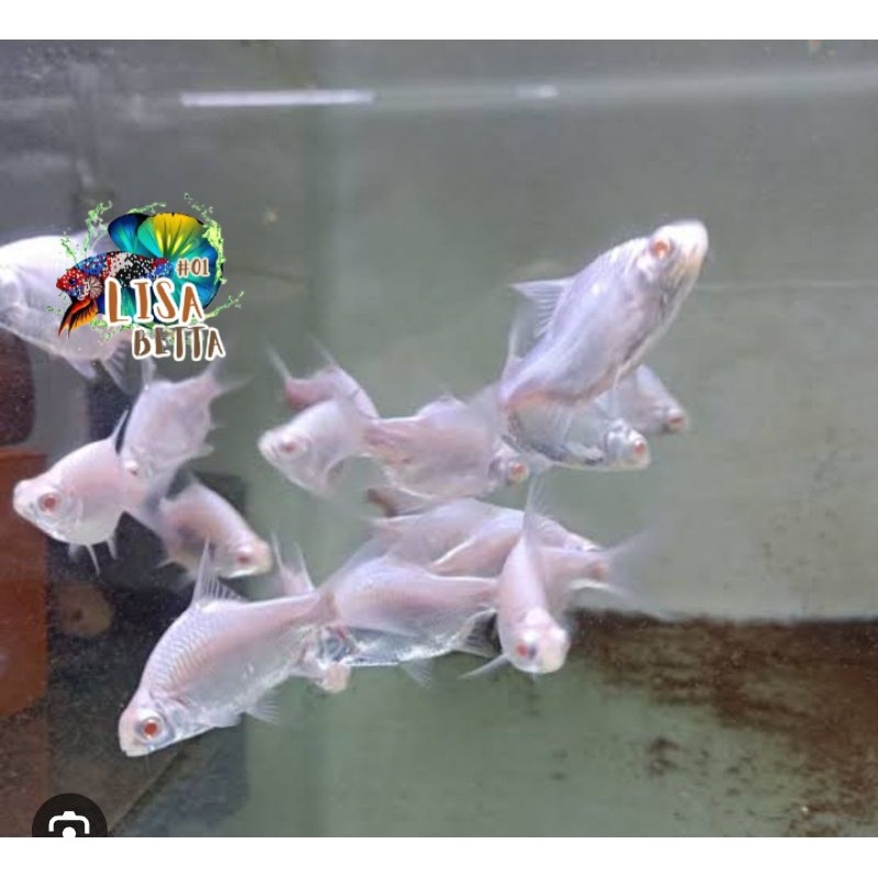 hiasan aquarium kaviat platinum putih bersih