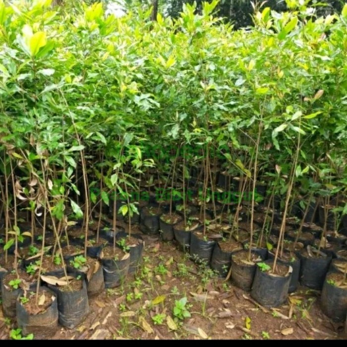 Bibit Cengkeh Zanzibar Unggul | Bibit Tanaman Cengkeh Asli