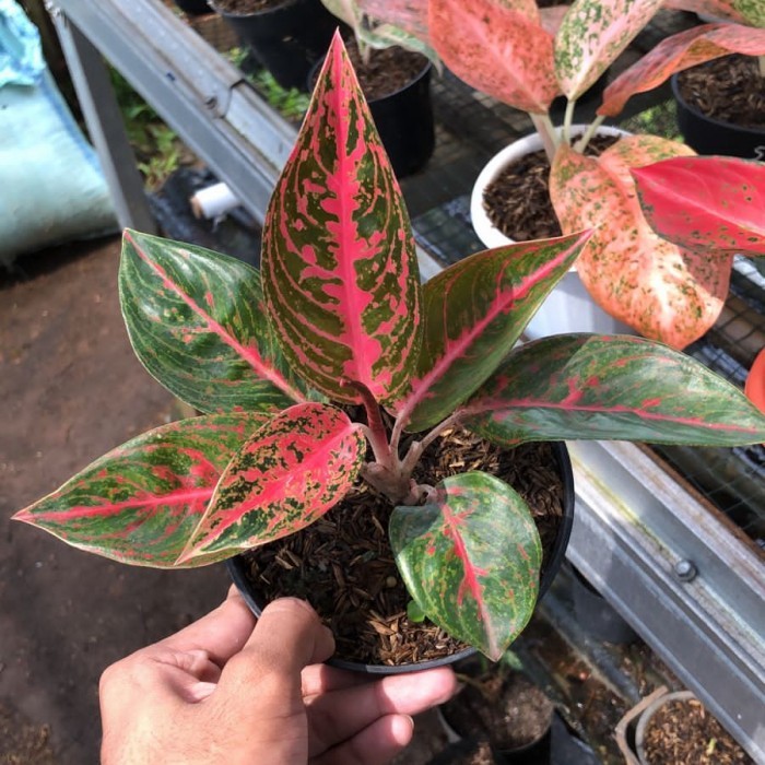 tanaman aglonema reanita surya