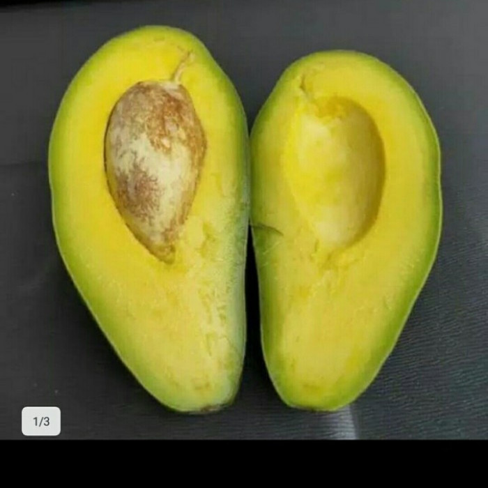 bibit alpukat aligator jumbo