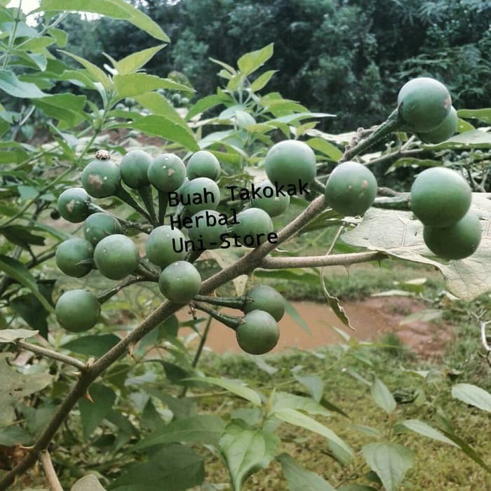 

100 Gram (isi lebih banyak) Buah Takokak/Tekokak Segar