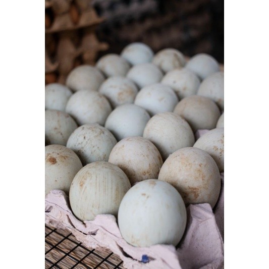 

telur bebek/telur bebek mentah RTTK