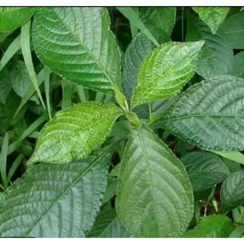 

daun keji beling segar/500gr