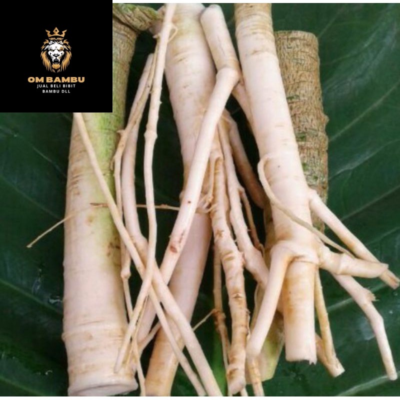 

AKAR PEPAYA SEGAR GANDUL GEDANG 500gm