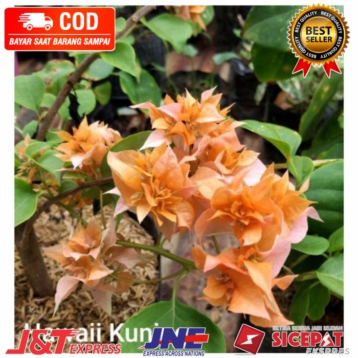 TANAMAN HIAS BUGENVIL BUNGA KERTAS//HAWAI KUNING