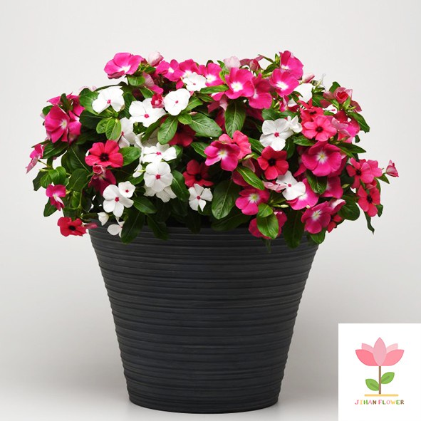 TANAMAN HIAS VINCA TATTO TEGAK/ cataranthus ruseus