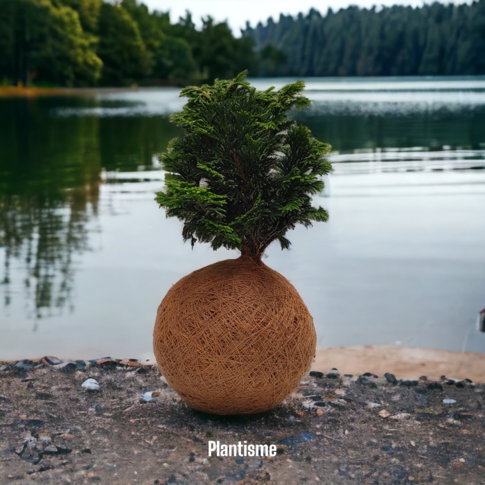 Kokedama - Hinoki Cypress | Chamaecyparis Obtusa Bonsai Cemara Inoki