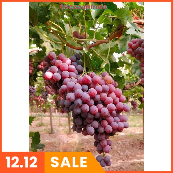 Pupuk Tanaman Anggur Agar Cepat Berbuah, Pupuk Booster Buah Anggur