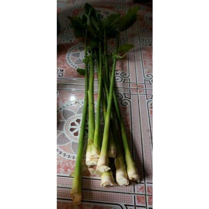 

Baru POHON KECOMBRANG 1KG BATANG HONJE COMRANG