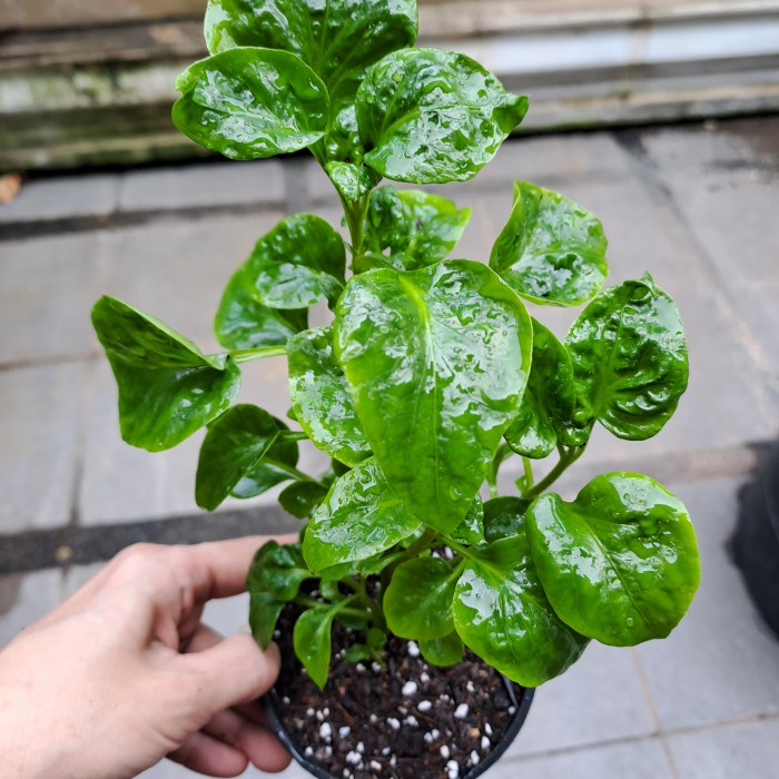 BAYAM BRAZIL - Bibit Tanaman Bayam Brazil Sayuran Biasa Aja