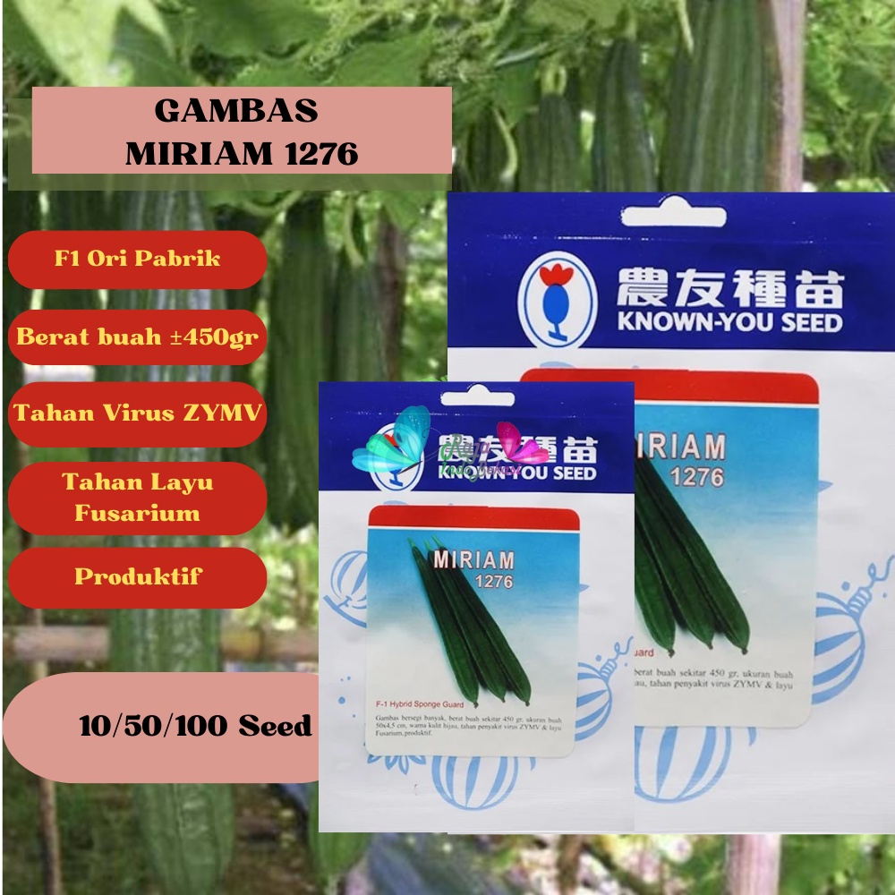 BENIH F1 Gambas MIRIAM Repack 10 & 50 Biji KYS ORI Gambas Panjang Hibrida