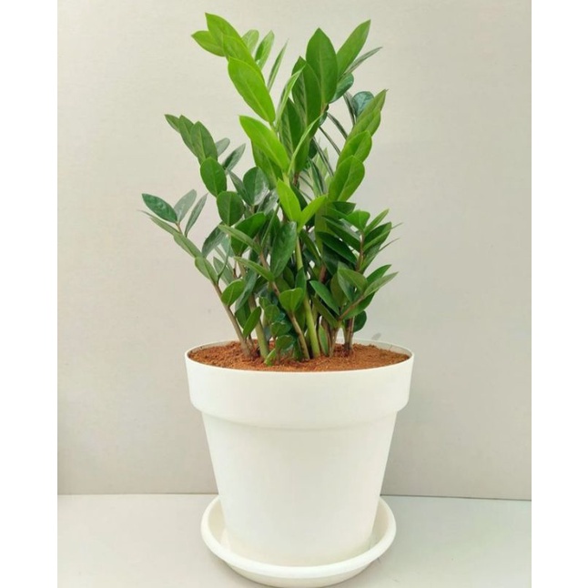 tanaman zamia culcas - dolar zamia - zamioculcas