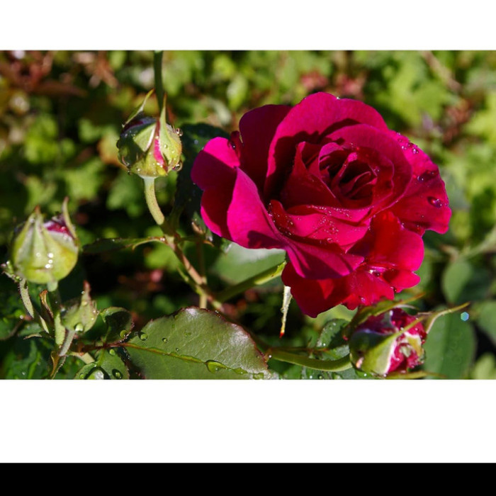 Bibit Bunga Mawar Ungu Wangi