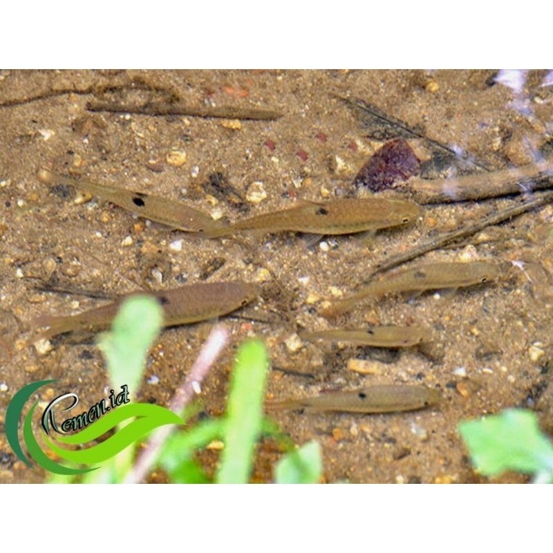 wader fari hiasan aquarium