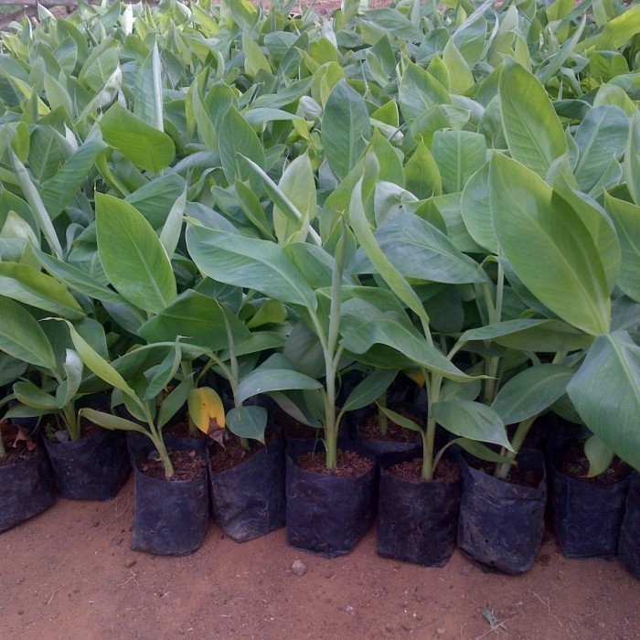 Bibit pohon pisang kepok kuning super