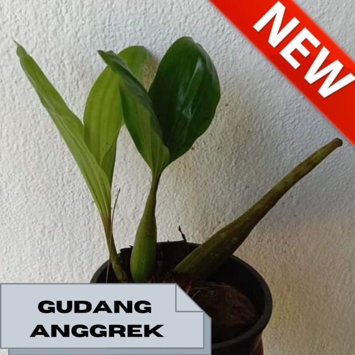 bibit anggrek bonggol coellogyen toomentosa