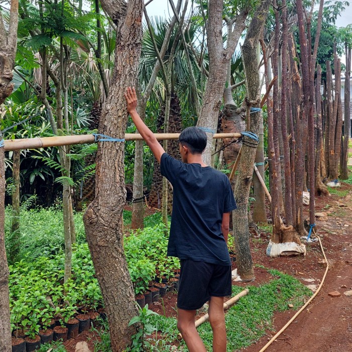 tabebuya kuning besar 4 meter