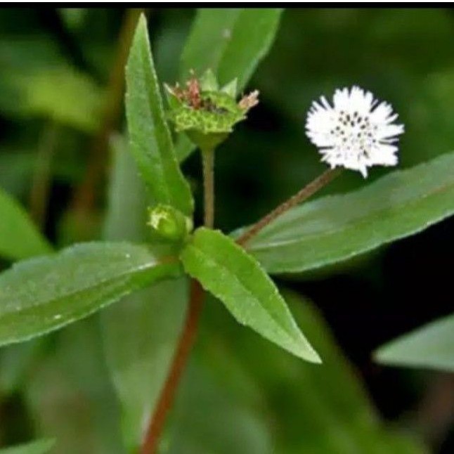 

Daun Urang Aring Fres Sega250Gram