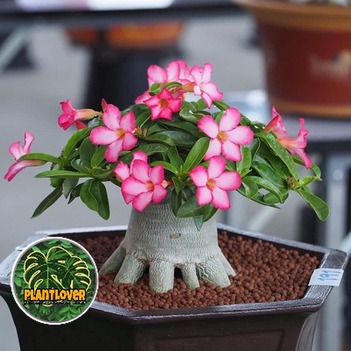 ( PROMO ) bibit tanaman bunga adenium bonggol besar bahan bonsai kamboja jepang