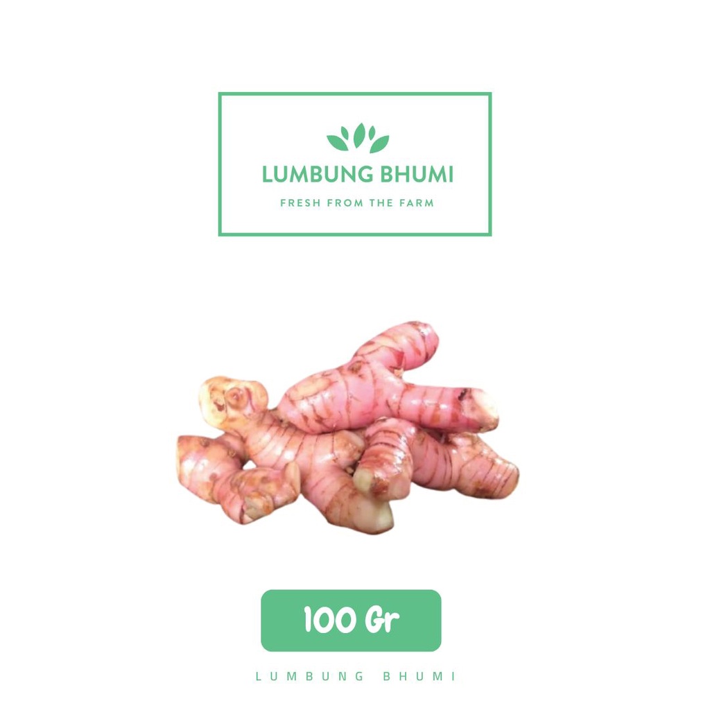 

Lengkuas Laos Sayur 100 Gr - Lumbung Bhumi