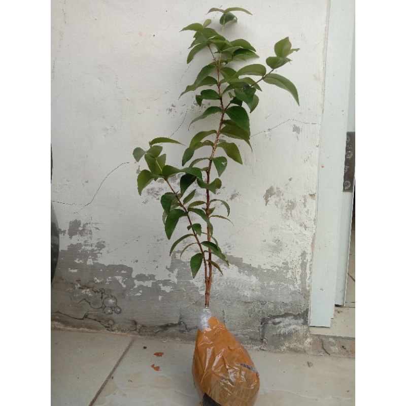 Bibit dewandaru / sianto 40cm up