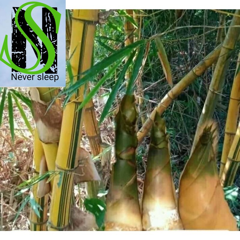 

Promo Sayuran segar Rebung Bambu Kuning