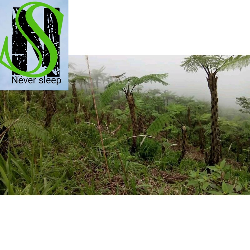 Bibit Tanaman pakis Paku Tiang paku andam