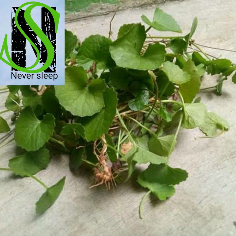 

Antanan atau Pegangan Bisa untuk Bibit dan lalapan