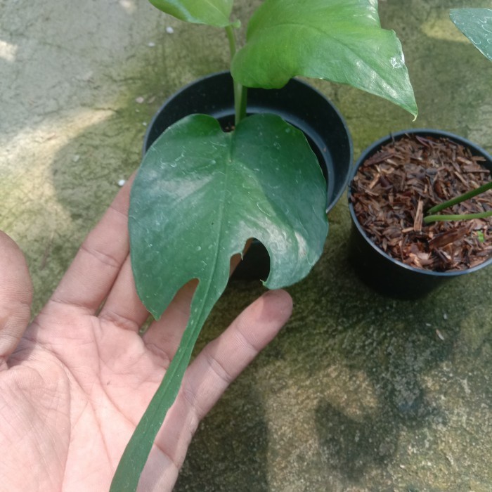 tanaman epipremnum skeleton key