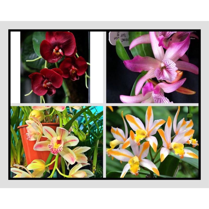 PROMOPAKET 3 ANGGREK TANAH MURAH//ANGGREK TANAH PAKET 3