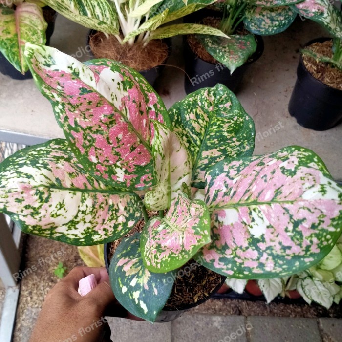 tanaman aglonema tricolor