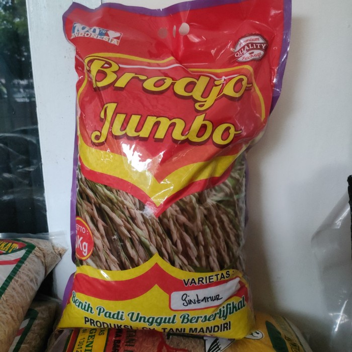 Ready Benih Padi Pandan Wangi Sintanur Label Ungu