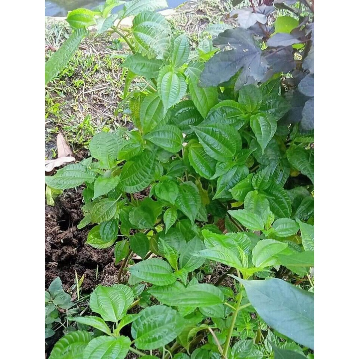 Daun pohpohan /lalapan pohpohan segar 250 gram