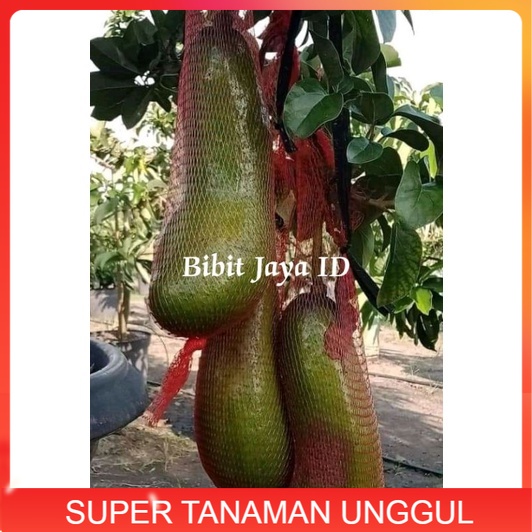 Bibit Alpukat Jenis Kelud/Subang Tinggi 1 Meter Up