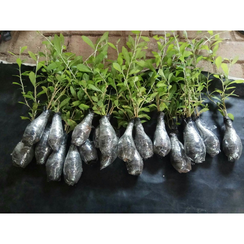 lee kwan yew - paket 20 batang lee kwan yew