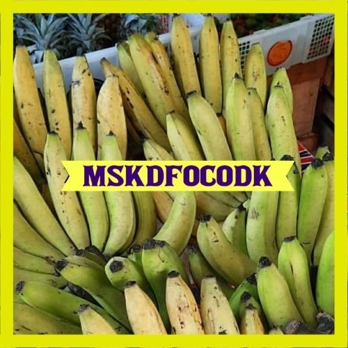 Bibit Pisang Ambon Kuning Super