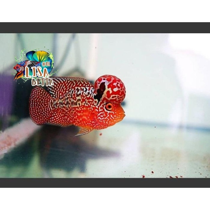 hiasan aquarium Ikan Hias / Burayak Ikan Louhan Kamfa V8 / Sortir Jantan Gen Ori Thail super grade