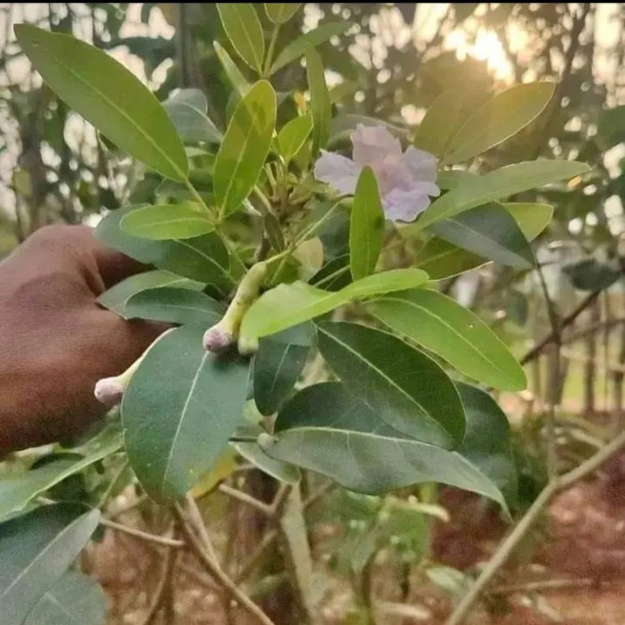 tanaman hias tabebuya pink 2 meter .....