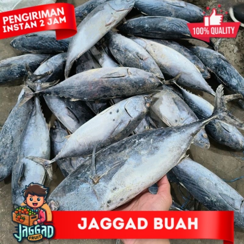 

Ikan Tongkol Batik 10kg JAGGA FRUIT