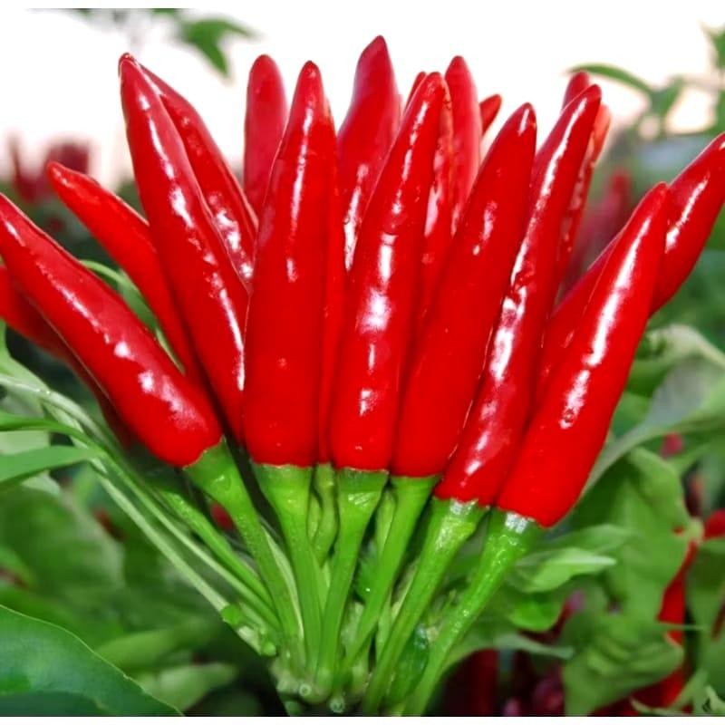 100 Benih Cabai Rawit Red Cluster Pepper Seeds- IMPORT