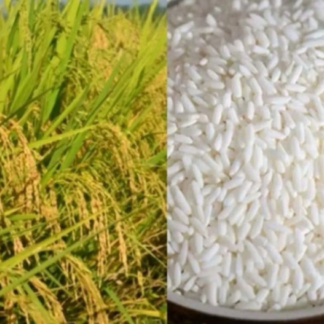 

1 KG BENIH PADI KETAN PUTIH GRENDEL SUPER (B.B.01)