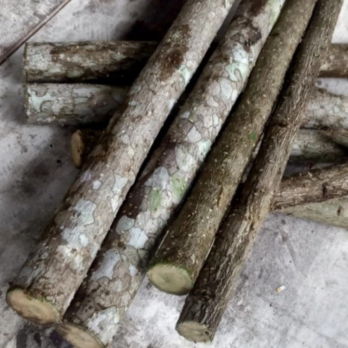 Bibit stek batang pohon  gamal, stek pohon gamal