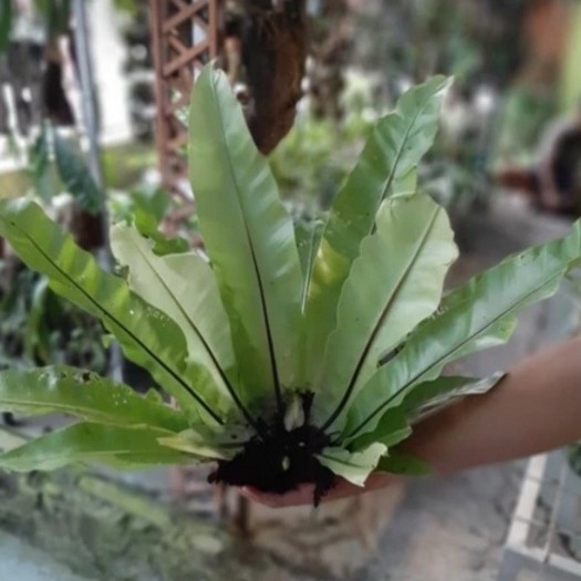 Kadaka mini kadaka tempel