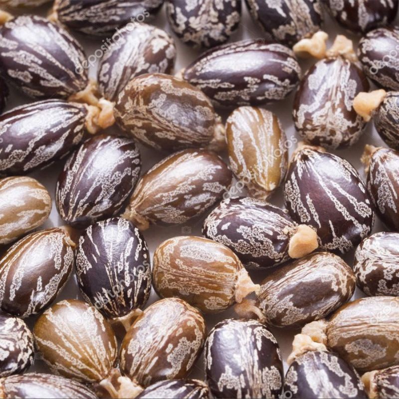 20 BENIH BIJI  KALIKI / JARAK KEPYAR